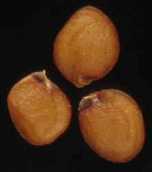 Cardamine depressa subsp. stellata. Seeds.
 Image: P.B. Heenan © Landcare Research 2019 CC BY 3.0 NZ